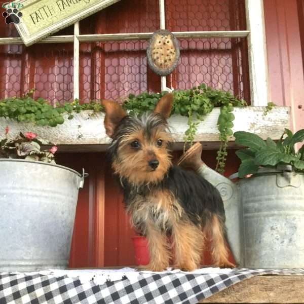 Gigi, Yorkie Puppy